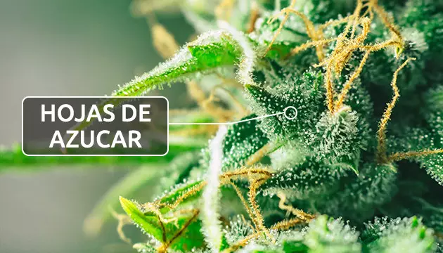 fotos de hojas de marihuana