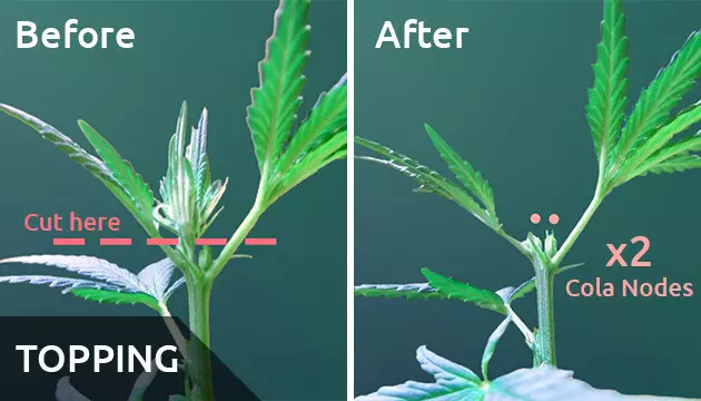 topping marijuana