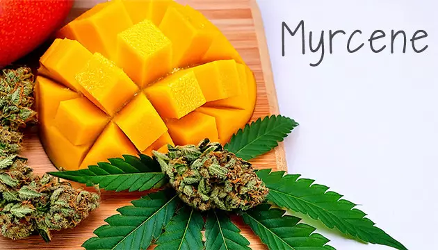famous marijuana terpenes
