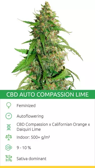 high cbd cannabis strains