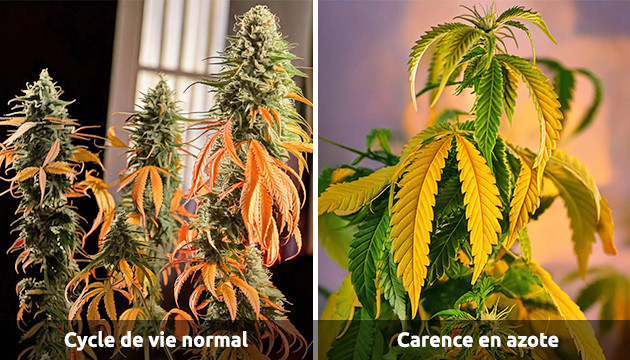 feuilles jaunes de cannabis