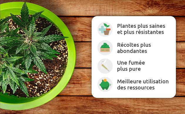 les avantages de la culture du cannabis en sol vivant