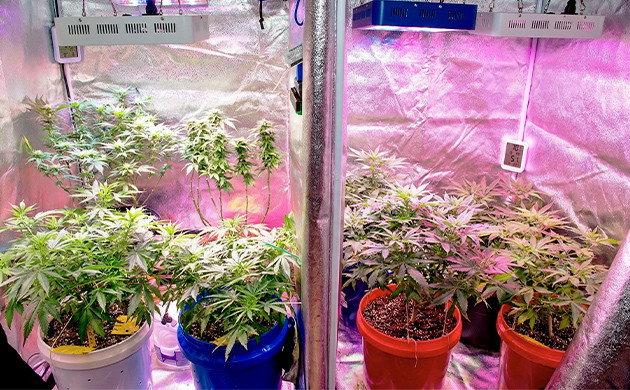 Giving Your CBD Seeds the Best Love and Care