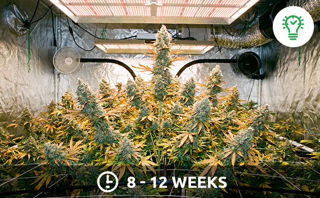 ตารางแสงสำหรับช่วงแสงในระยะออกดอก indoor cannabis light schedule
