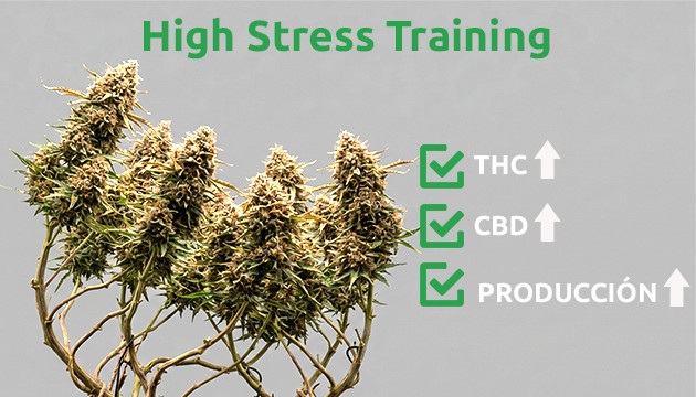 when to start low stress training