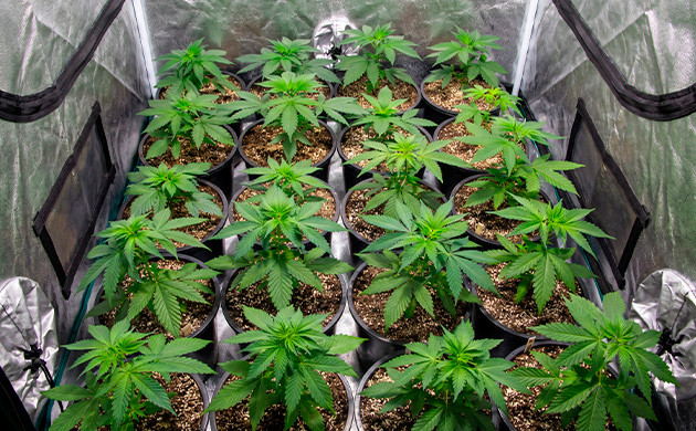 How many plants per foot in SOG? how many plants per square foot indoors