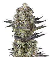 Dos Si Dos 33 Seeds for Sale Dos Si Dos 33 (Barney's Farm)