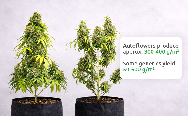 How Much Do Autoflowering Plants Yield