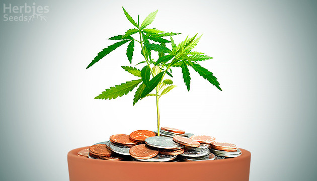 how much does it cost to grow weed