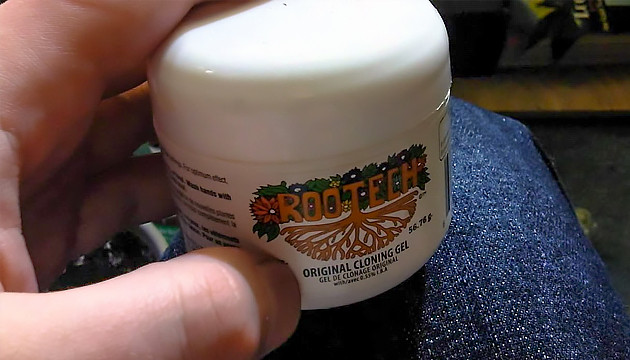 lollipopping cannabis plants