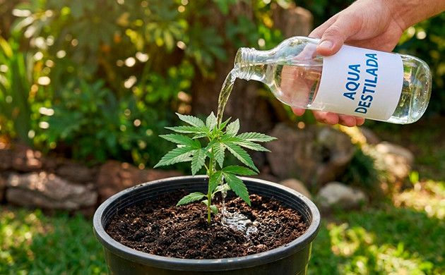Agua de lluvia regar marihuana con agua destilada