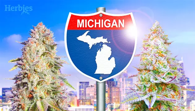 best michigan outdoor strains