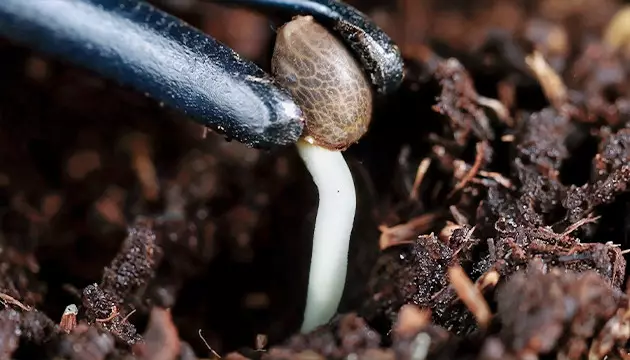 wie man Unkraut im Wald findet