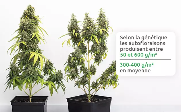 combien produisent les plantes a autofloraison