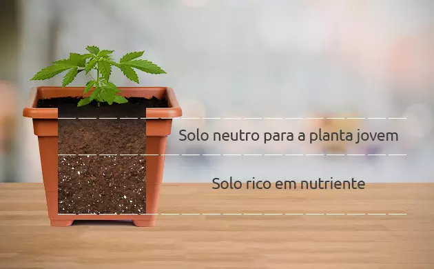 prepare o solo de suas mudas com sabedoria