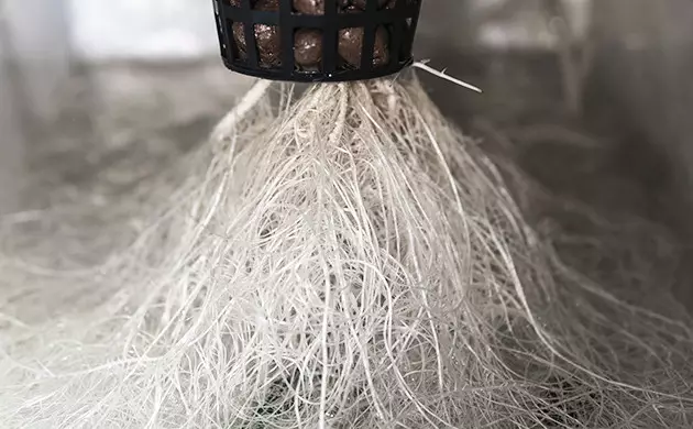 raices de marihuana