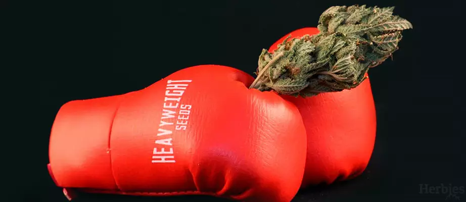 Heavyweight Seeds cannabis seeds