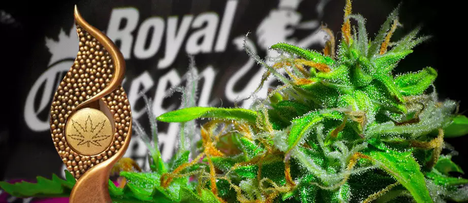 Royal Queen Seeds Cannabis-Samen