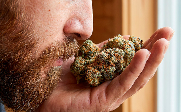 High grade weed smell regular weed