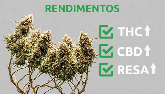 Como o HST pode aumentar seu sucesso High stress training cannabis