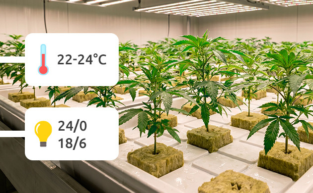 Humidité et température pour les clones comment cloner une plante de cannabis