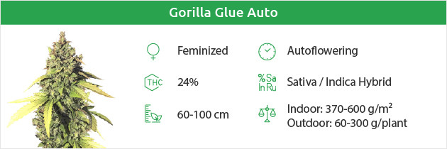 Gorilla Glue Auto free seeds