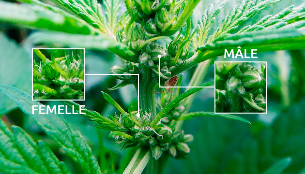 qu’est-ce qu’une plante de cannabis hermaphrodite ?