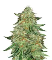 Buy Alien Gorilla feminized seeds by Original Sensible Seeds Organization Alien Gorilla (Original Sensible Seeds)