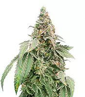 Buy Mimosa Shot feminized seeds by Herbies Seedbank Mimosa Shot (Herbies Seeds)