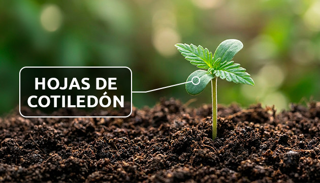 Las hojas de marihuana fotos de hojas de marihuana