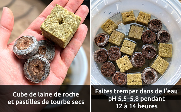 Préparez votre laine de roche ou granulés quand retirer le dôme d'humidité pour les clones