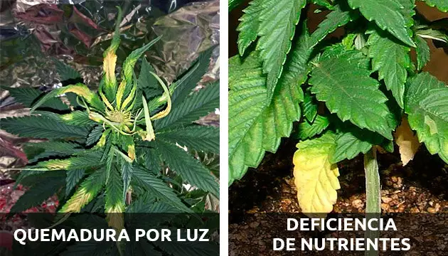 plantas enfermas