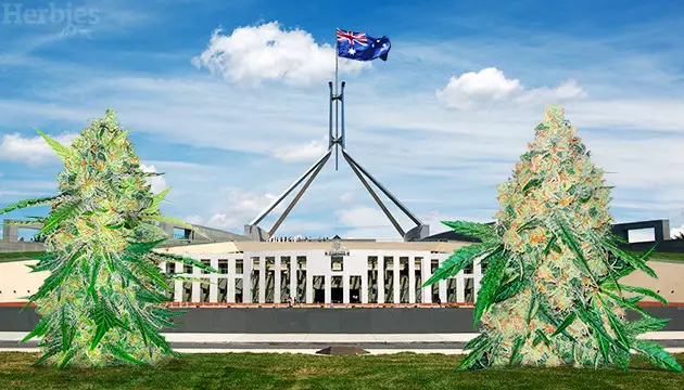 Cannabis Seeds in Canberra