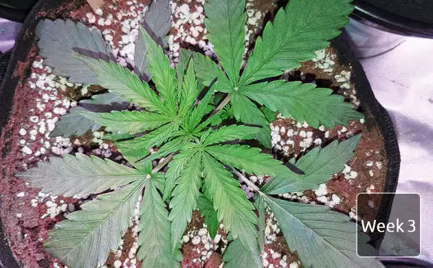 garden setup for gelato auto