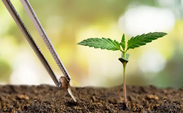 faire germer des graines de marijuana avec des serviettes en papier humides