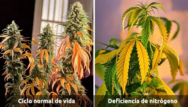 cannabis yellow leaves
