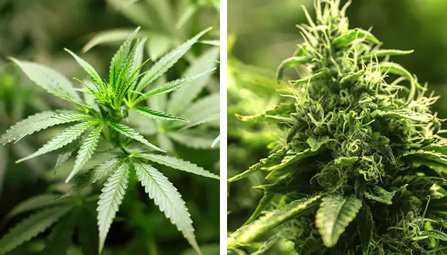 When should i add CO2 flower or veg homemade co2 for plants
