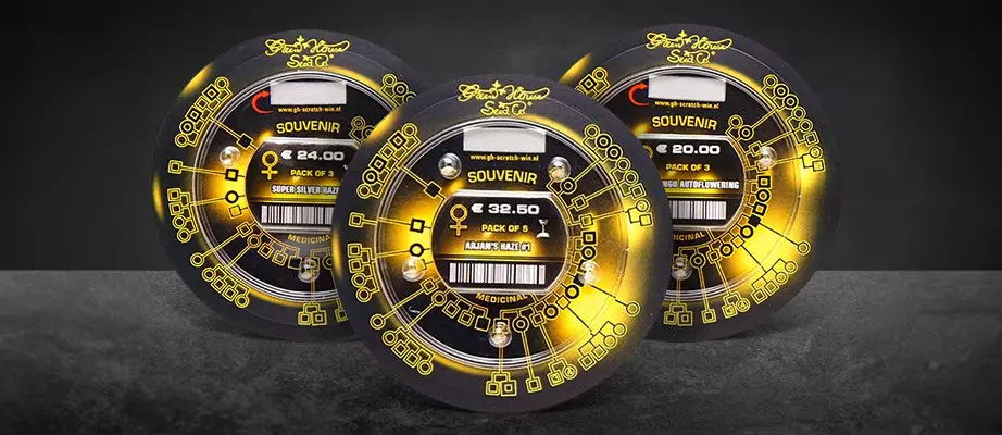 Green House Seeds Cannabis-Samen