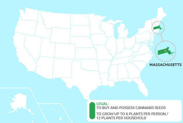 marijuana seeds in Massachusetts