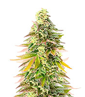 Chem Cookies feminized seeds for sale Chem Cookies (AlphaFem Seeds)
