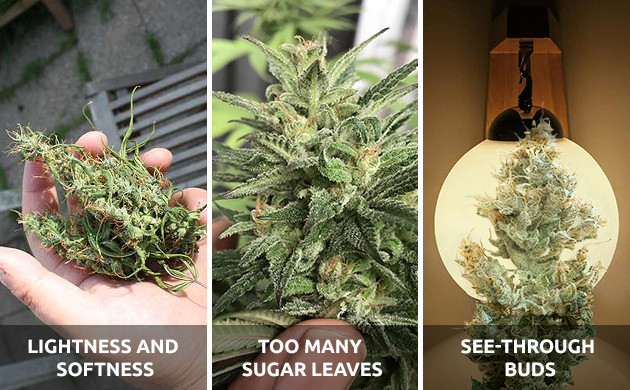 cannabis sativa buds