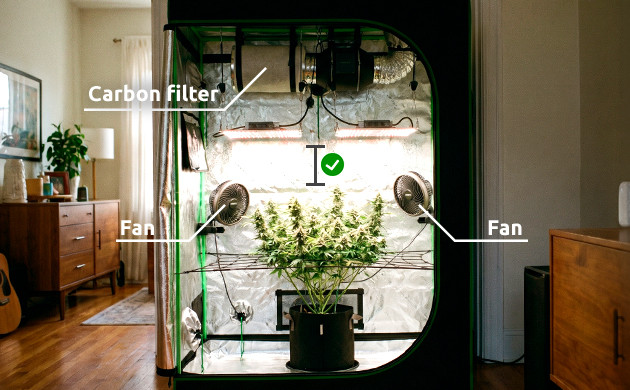 Preventing cannabis plant heat stress indoor cannabis heat stress recovery