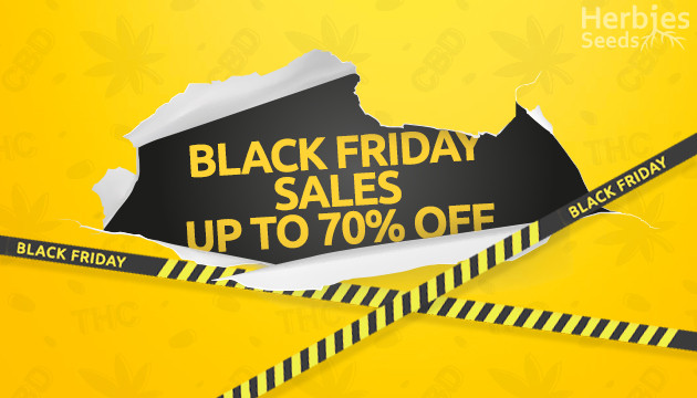 Buy cannabis seeds with Herbies’ Black Friday discount