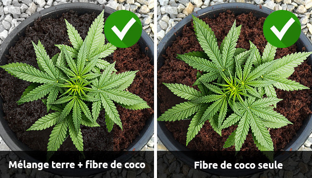 pH pour terreau de coco