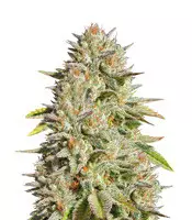 GG#4 Original Glue feminized seeds for sale by Original Sensible Seeds GG#4 Original Glue (Original Sensible Seeds)