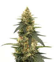 Strawberry Lemonade Cannabis-Samen Kaufen Strawberry Lemonade (Barney's Farm)