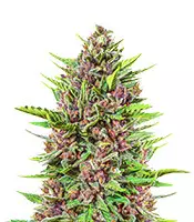 Strawberry Pie Auto feminized seeds for sale Strawberry Pie Auto (Fast Buds)