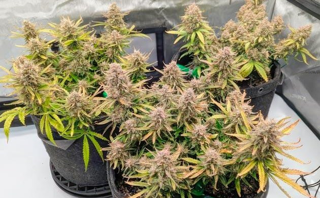 Grow Diary Grow diary hero
