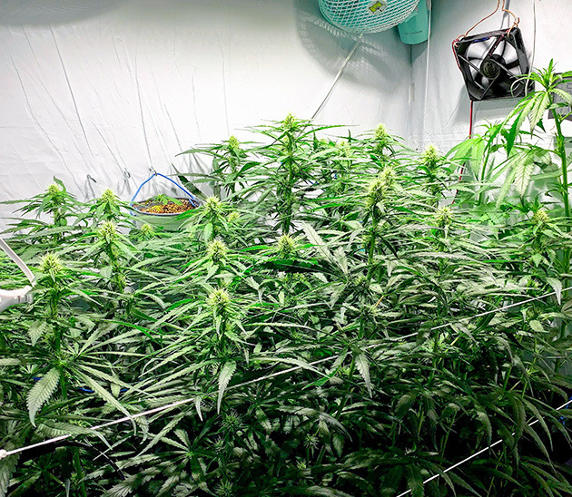 LSD cannabis strain grow report veg stage
