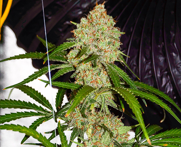 The Incredible Bulk Grow Diary: The Best-Yielding Weed Strain Known to Man  - Herbies Seeds